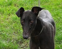 winalot shapes best price